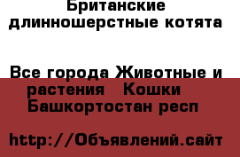 Британские длинношерстные котята - Все города Животные и растения » Кошки   . Башкортостан респ.